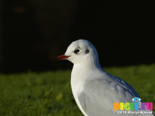 FZ010848 Black-headed Gull (Larus ridibundus)